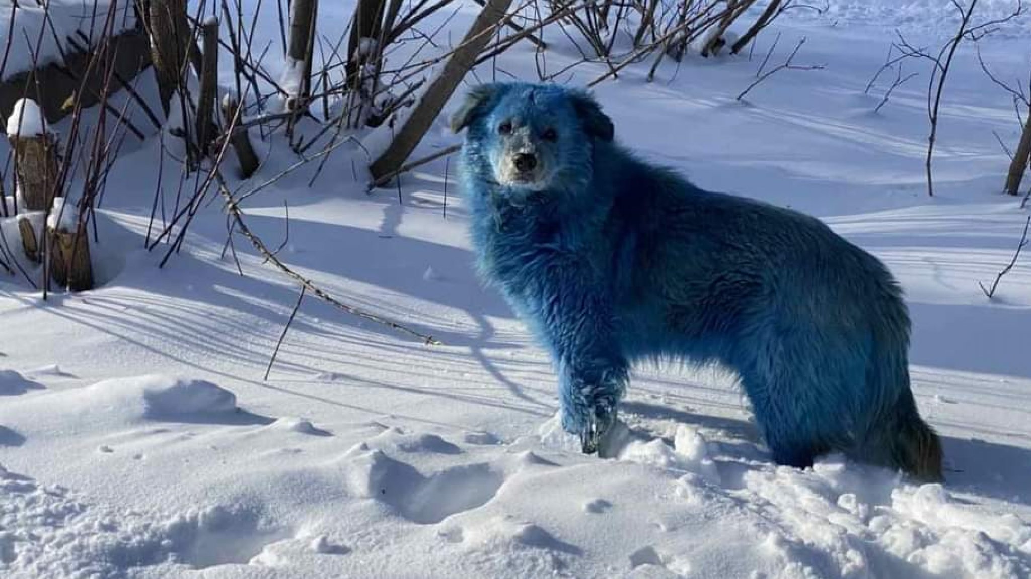 Blue dogs in Russia: we must find the reason