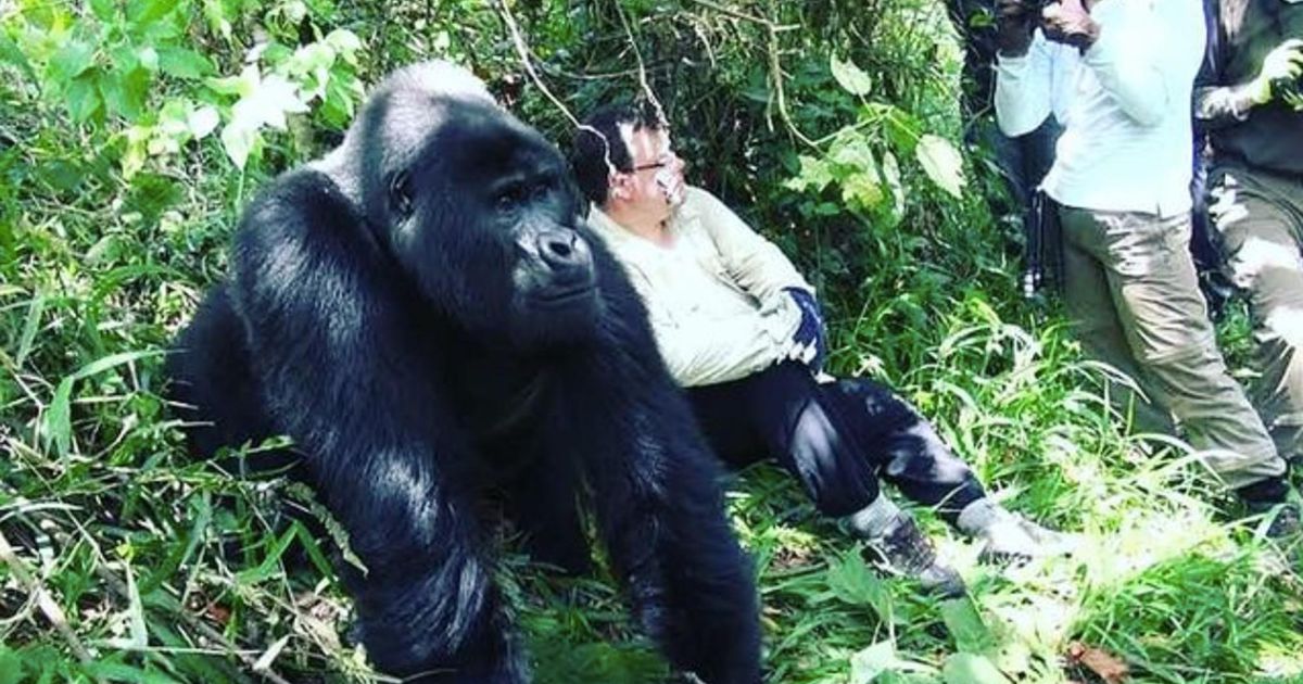 Corona now threatens gorillas too  Abroad