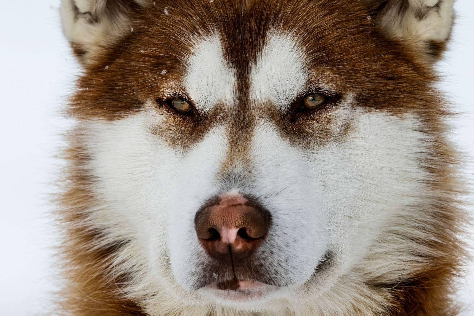 Discovered in Alaska: The oldest dog in the United States