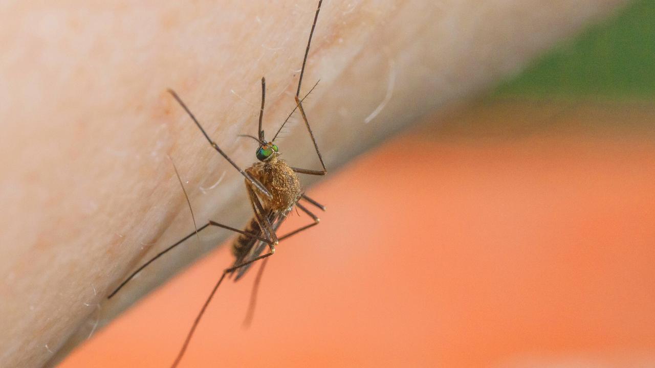 Wageningen University wants people to send killed mosquitoes  Currently
