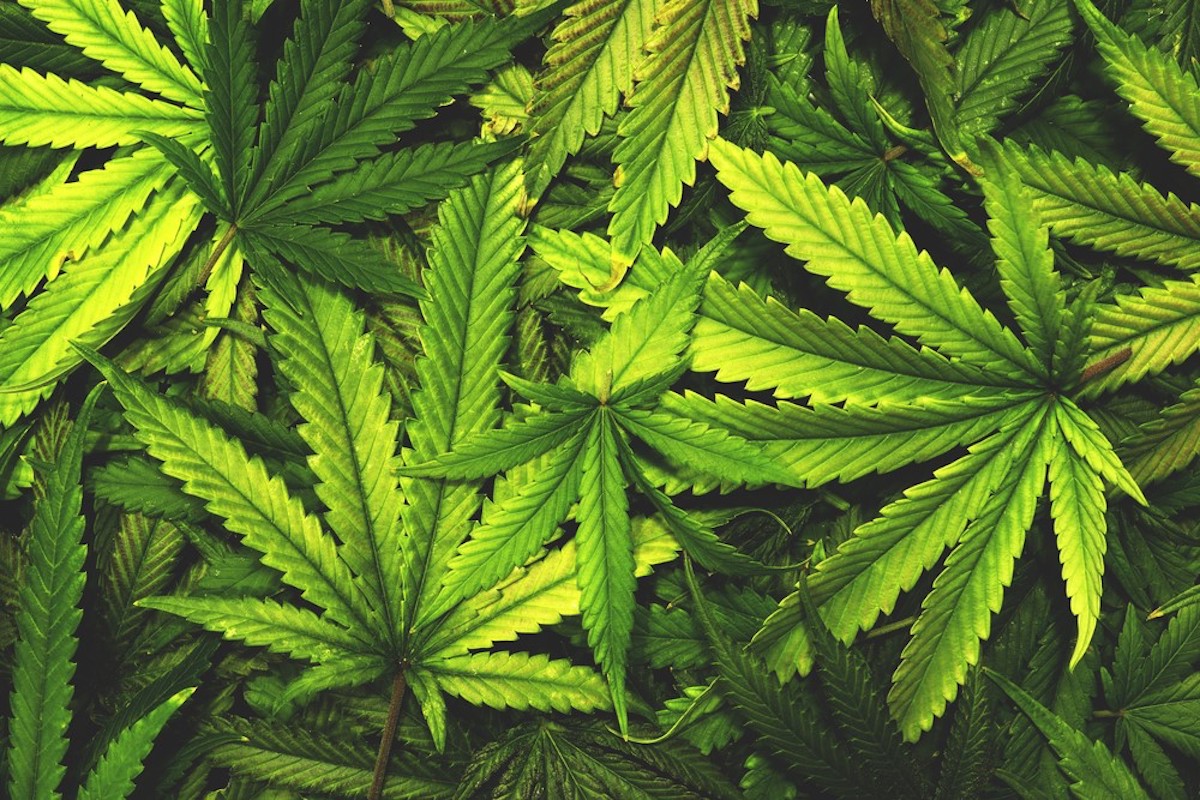 Suriname haalt eerste CBD oogsten binnen en zet deur op kier voor medicinale cannabis