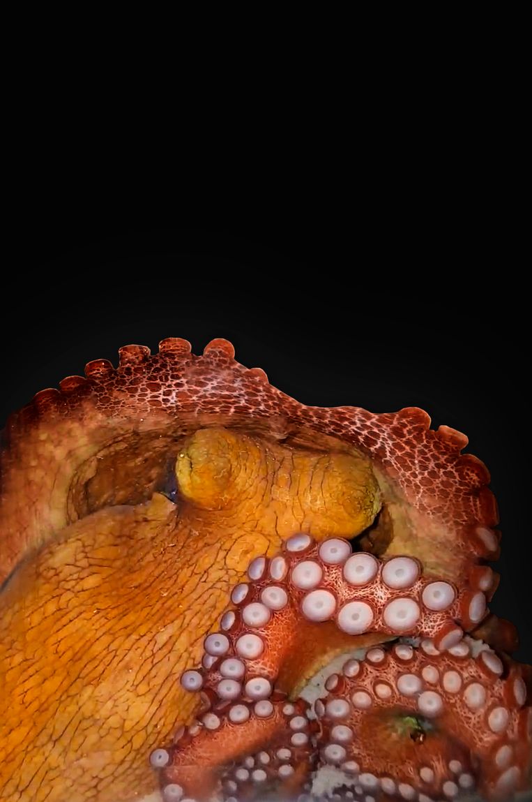 Scientists finally understand why octopuses change color while they sleep