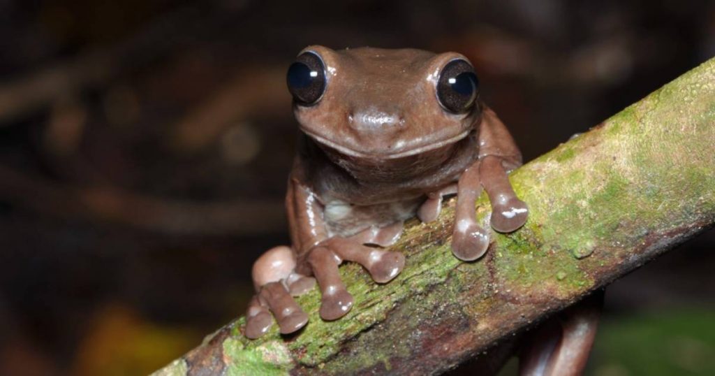 A special discovery in the rainforests of New Guinea: the Chocolate Frog |  Science