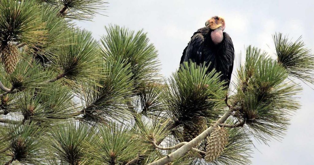 Condors destroy family home in California |  abroad