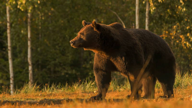 Fury in Romania: Did the Prince of Liechtenstein Catch the Country's Biggest Bear?
