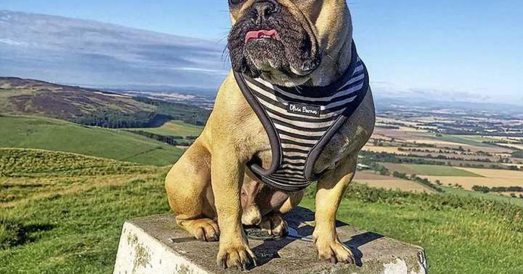 The Minister must make a new decision about raising a French Bulldog: Are they going to get their muzzle back?  |  The interior