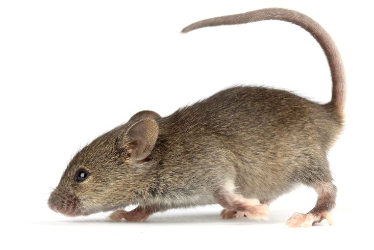 This brain region ensures that the mouse searches for the unknown without fear