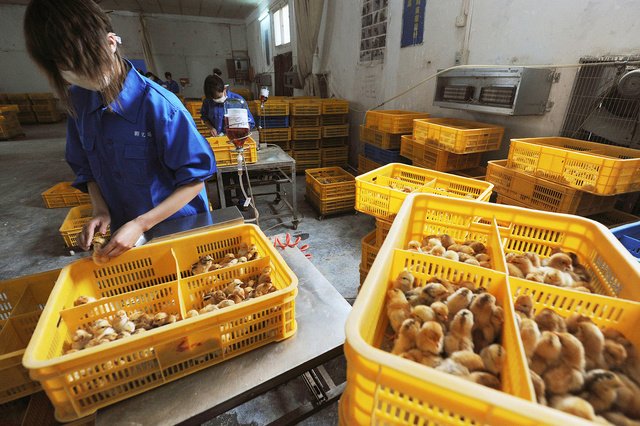 China announces first human infection with H10N3 bird flu virus - Science