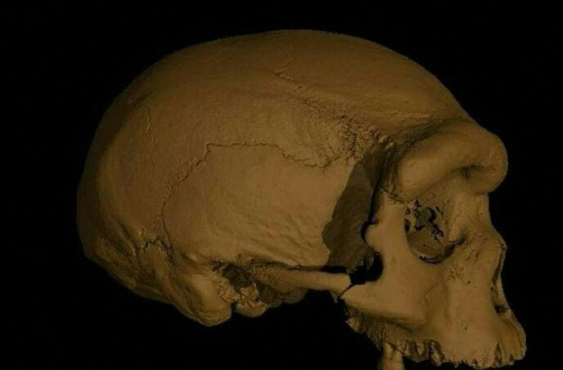 The discovery of a huge human skull forces scientists to rethink evolution