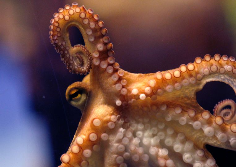 The search for intelligent materials: the ideal lies in the arms of an octopus