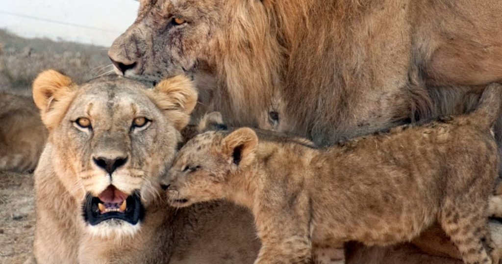 African family bash: 3 children killed by lions in Tanzania |  abroad