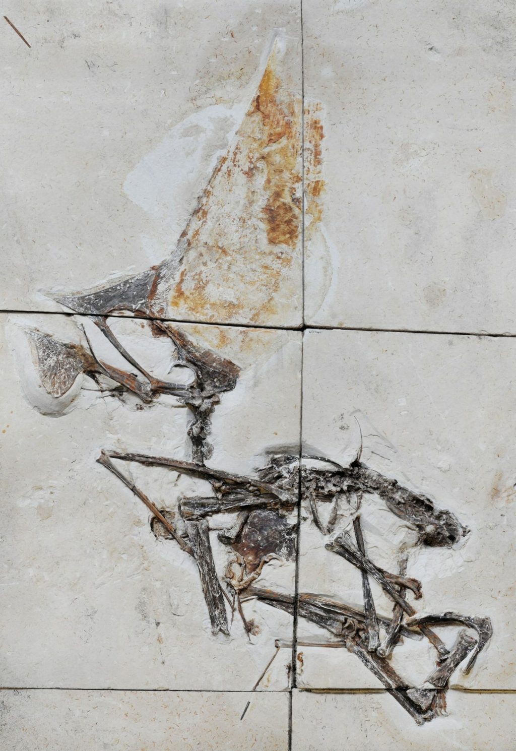 Amazing fossil of flying reptiles found in police raid