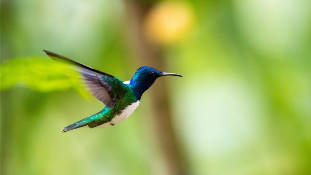 Keeping men away from you?  This is how female hummingbirds do it
