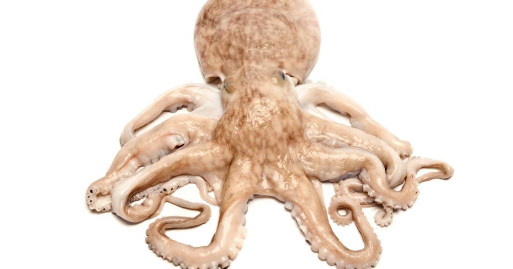 Octopus brains show surprising similarities with humans |  Science