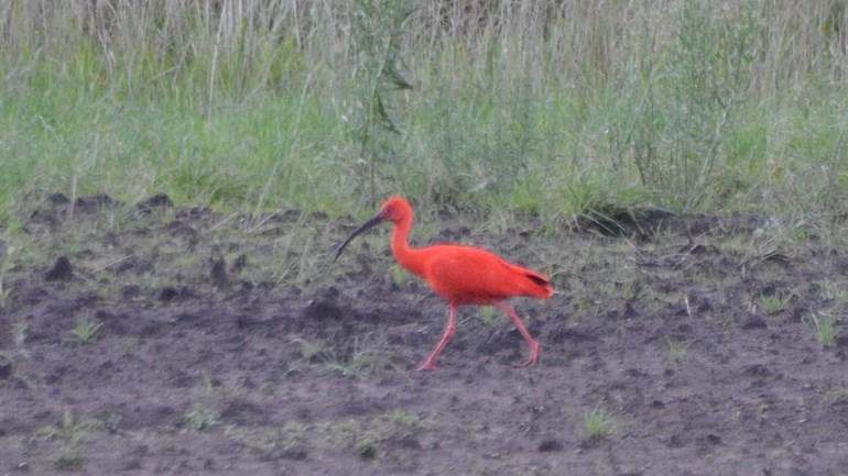 Deze rode ibis loopt in Hooghalen (Rechten: Marije Kanaar)