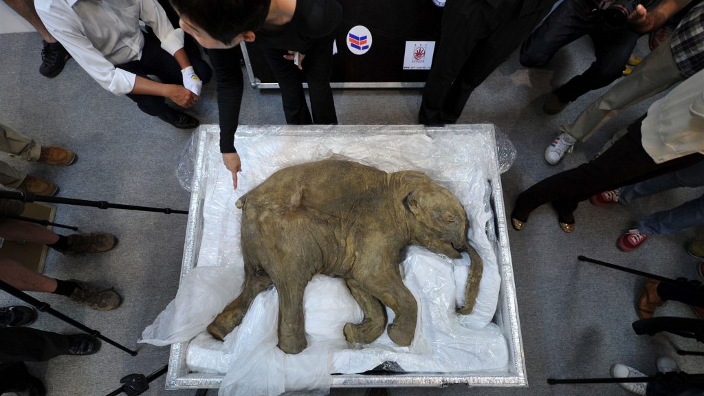 The company wants to bring the extinct woolly mammoth back to life