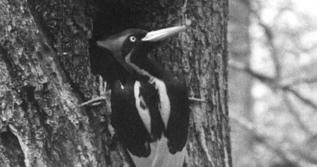 The ivory-billed woodpecker and 22 other animals have become extinct in the United States |  Abroad