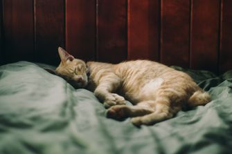 cat in bed scientific research