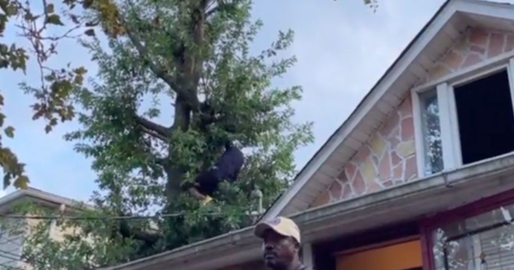 An American spends three days in a tree to avoid the police |  Abroad