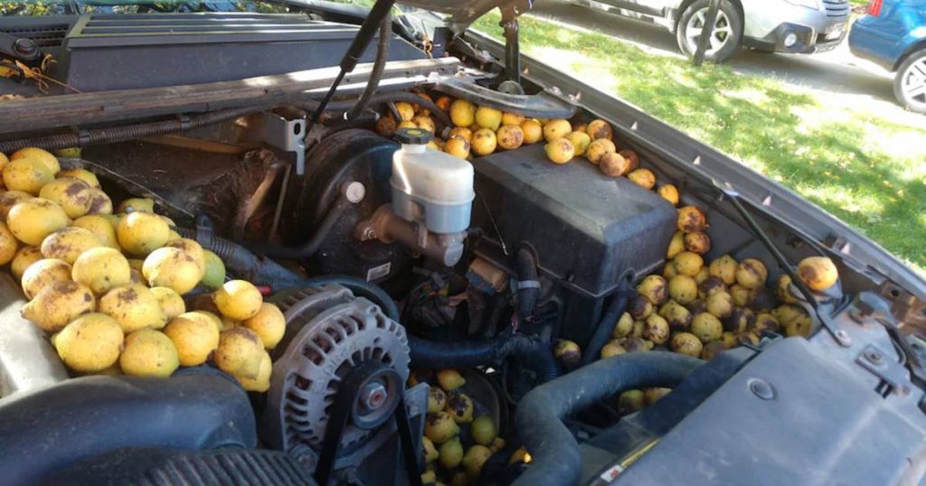 An American squirrel fills a pickup truck with thousands of nuts |  the cars