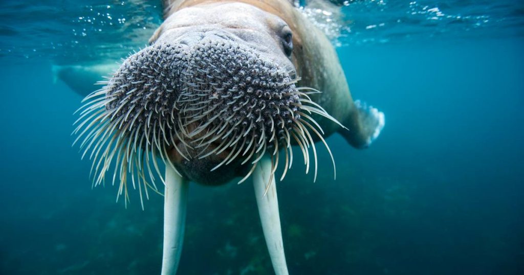 Counting walruses from home: The Nature Organization is asking everyone for help |  Science
