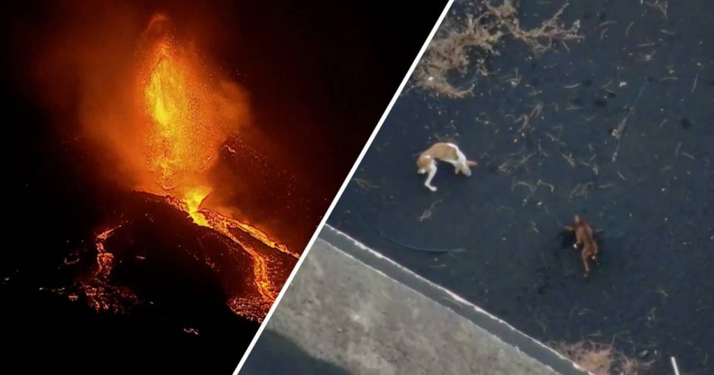First video images of rescued dogs trapped in lava in La Palma |  Abroad