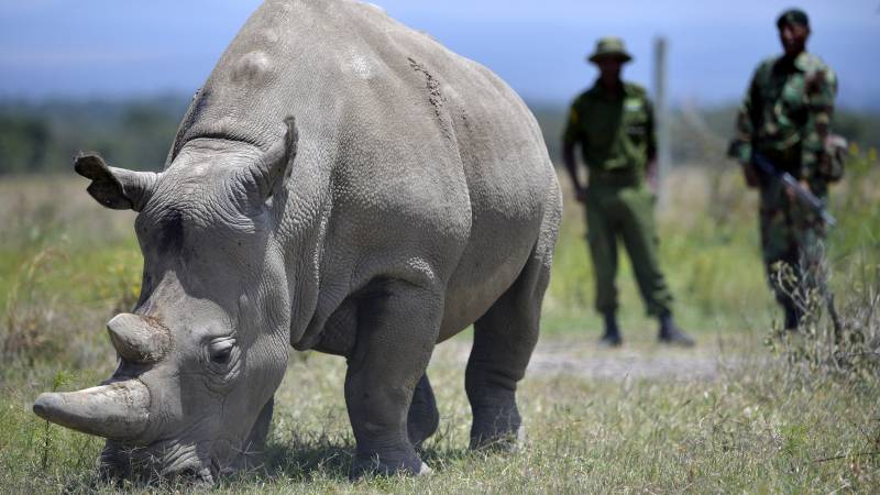 One of the last two northern white rhinos to be withdrawn from the breeding program