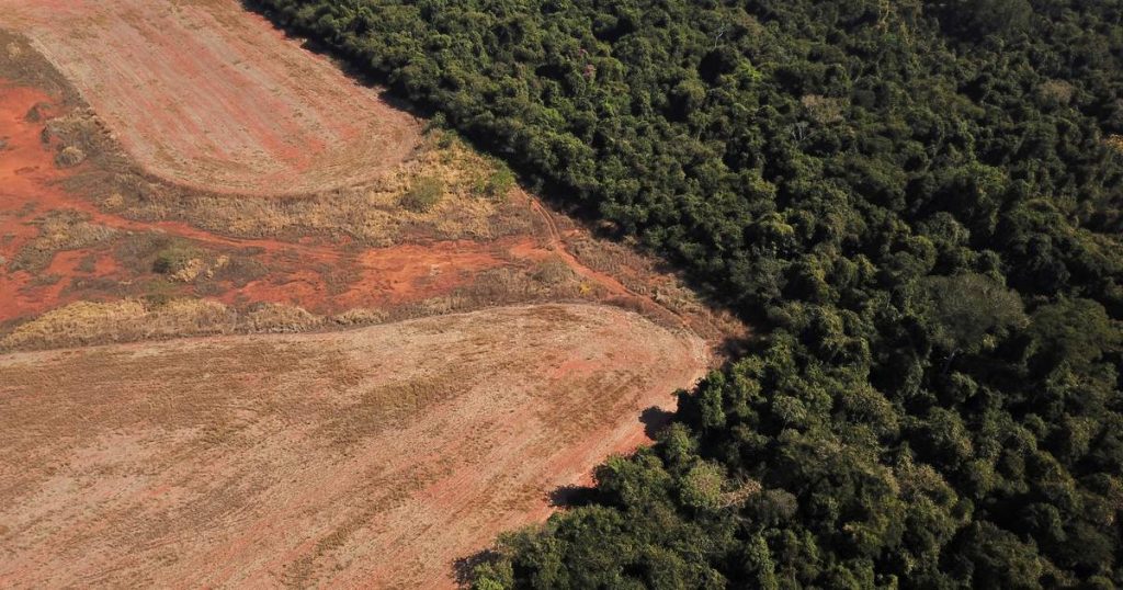 100 countries, including the Netherlands, agree to end deforestation within ten years |  Abroad