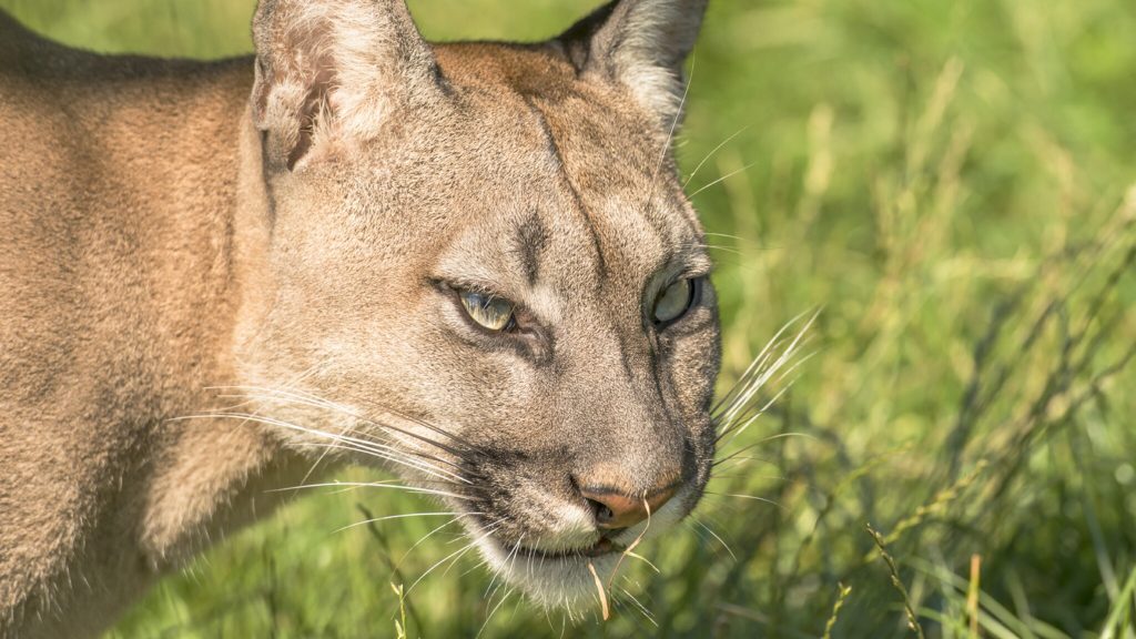 A mother saves a 5-year-old son from the clutches of a cougar in the US