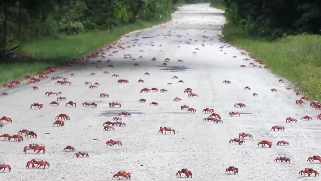 Australian island roads turn red due to massive lobster migration