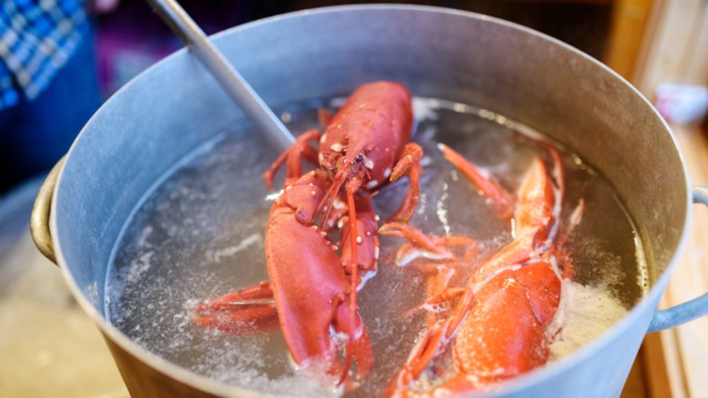 Debate caught on cooking live lobsters: 'It doesn't fit in a civilized country'