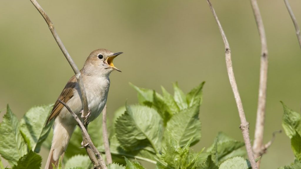 Spring gets quieter: birds can be heard less in spring