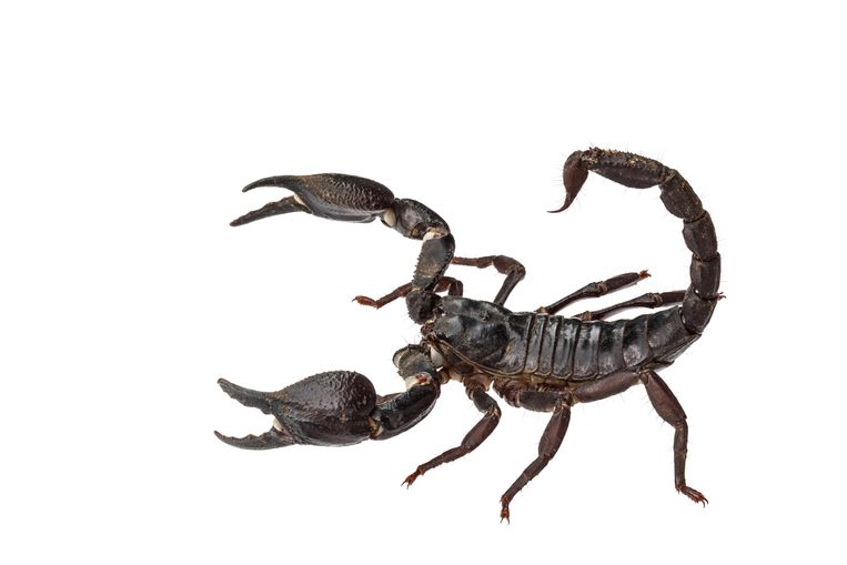 The Vietnamese bush scorpion no longer has to die for science