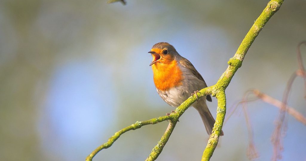 The songbirds are getting quieter, that’s bad news