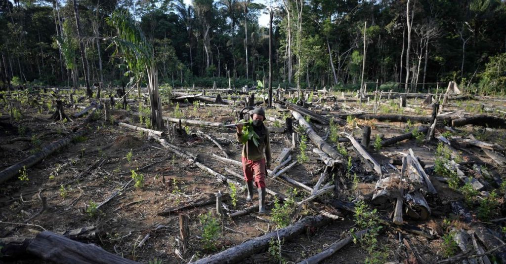 Deforestation of tropical forests can recover faster than expected