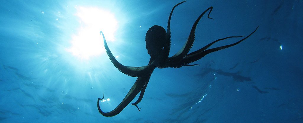 A bizarre article that tests the limits of science by claiming that octopuses came from space