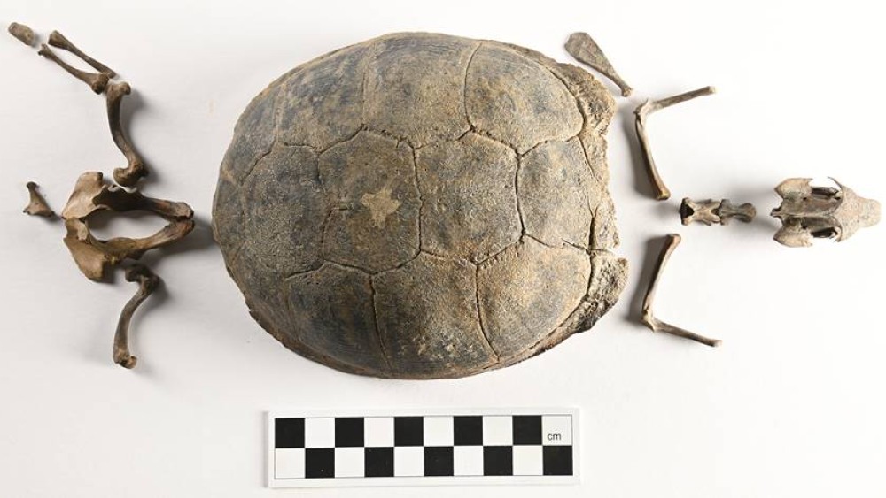 A small tortoise as a pet in the 17th century: a special invention in Enkhuizen