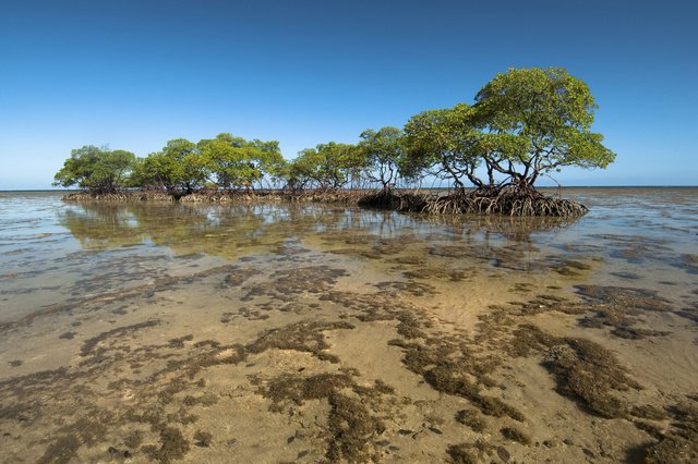 Cold water flow stops mangrove forest growth in South America - Nature - Travel