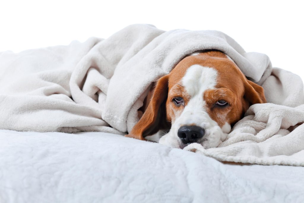 Does your pet sleep in your bed?  Beware, it can be dangerous!