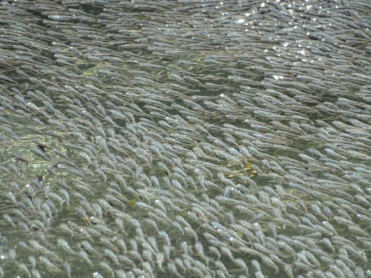 Mystery solved: the fish "wave" to scare the birds