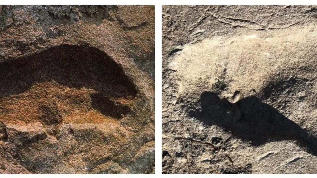 The discovery of footprints of ancient human species