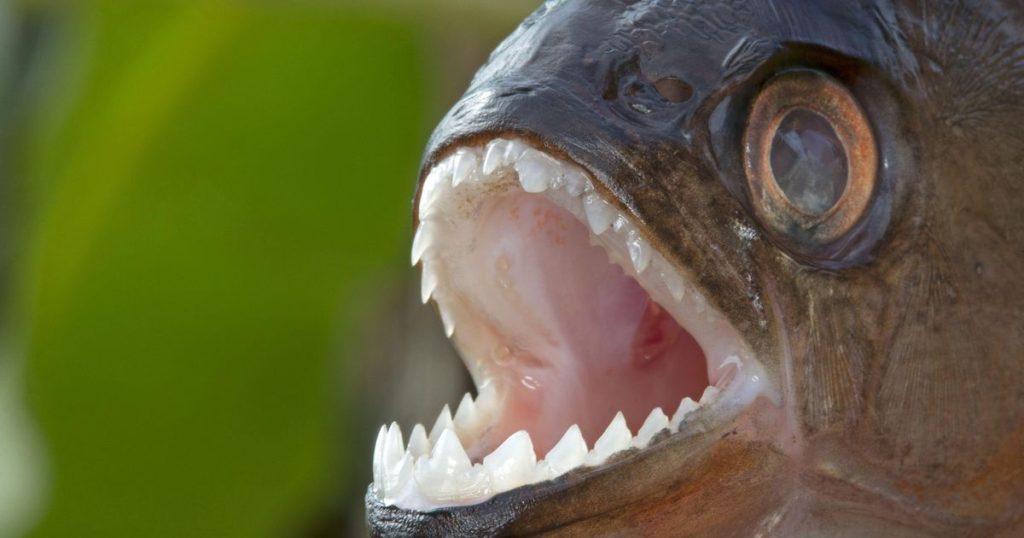Aggressive piranha kills four swimmers and injures 20 others |  abroad