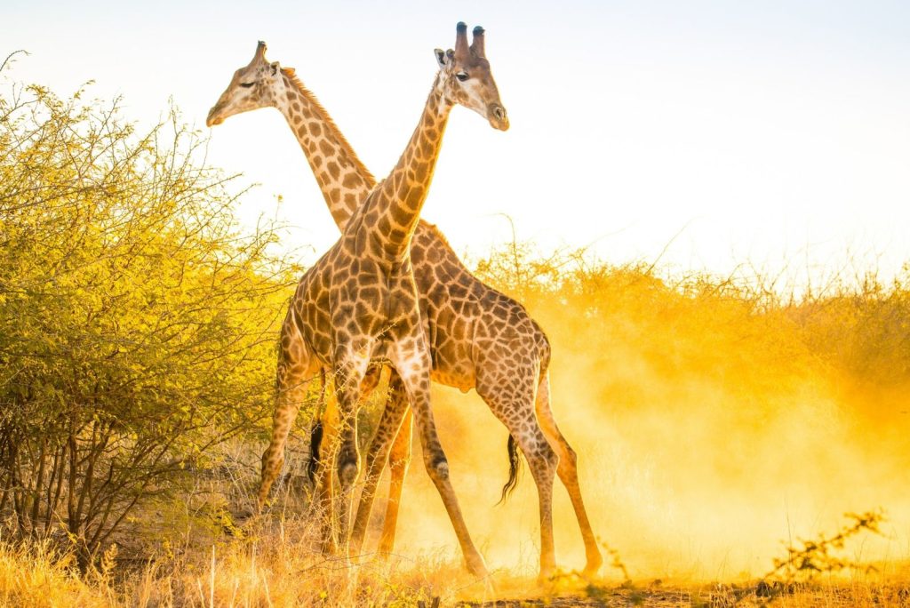 Giraffe numbers on the rise, scientists hope - National Geographic