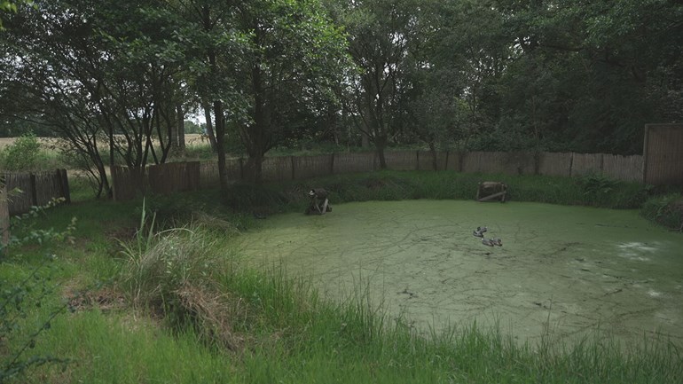 Vroeger werden wilde eenden gevangen in een eendenkooi (Rechten: RTV Drenthe)