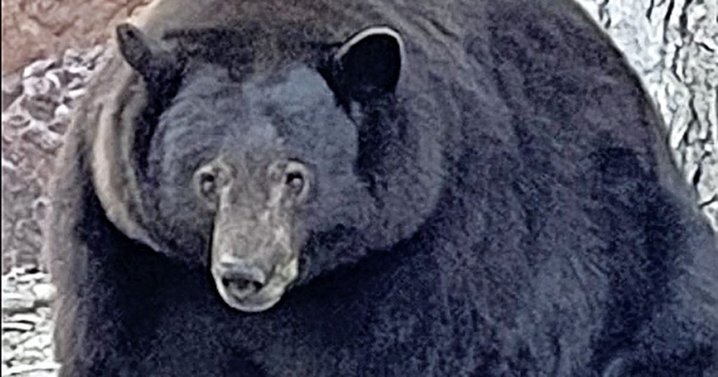 Bear named 'Hank the Tank' weighs over 200 pounds, loots California homes |  Abroad