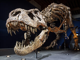 When the dinosaurs became extinct, spring came: 'season played an important role'