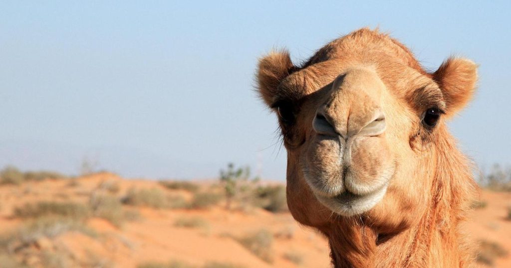 Runaway camel kills two men in US zoo |  Abroad