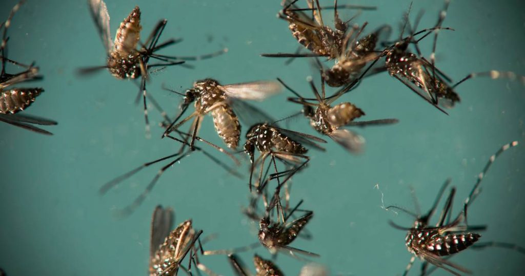 Why the United States might release billions of genetically modified mosquitoes |  to know