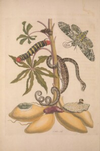 Biodiversity Heritage Library on Flickr n23 w1150 Metamorphosis insectorum surinamensium public domain