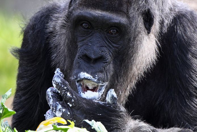 65-year-old Fatu is the oldest gorilla in the world.
